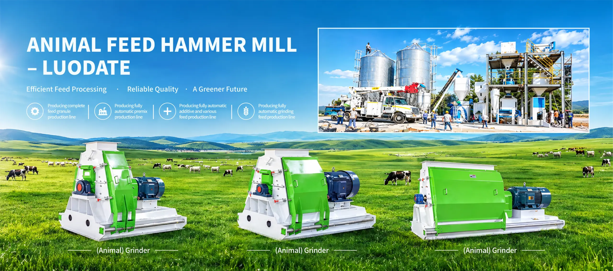 Healthy cattle grazing - Premium livestock feed solutions by Luodate Machinery