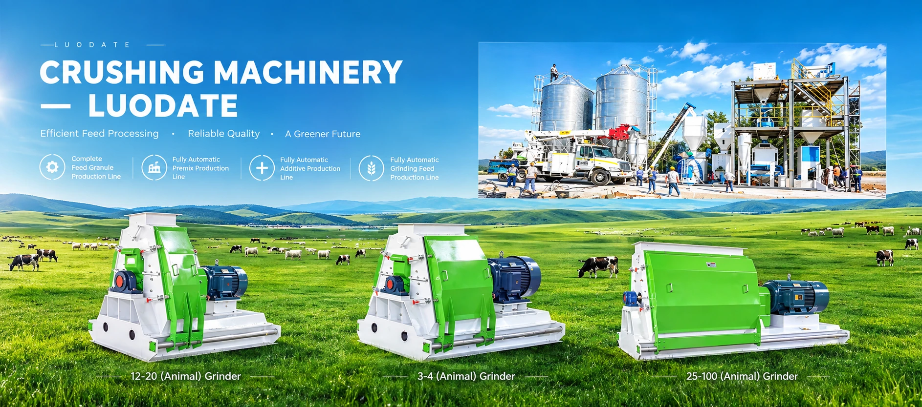 Healthy cattle grazing - Premium livestock feed solutions by Luodate Machinery
