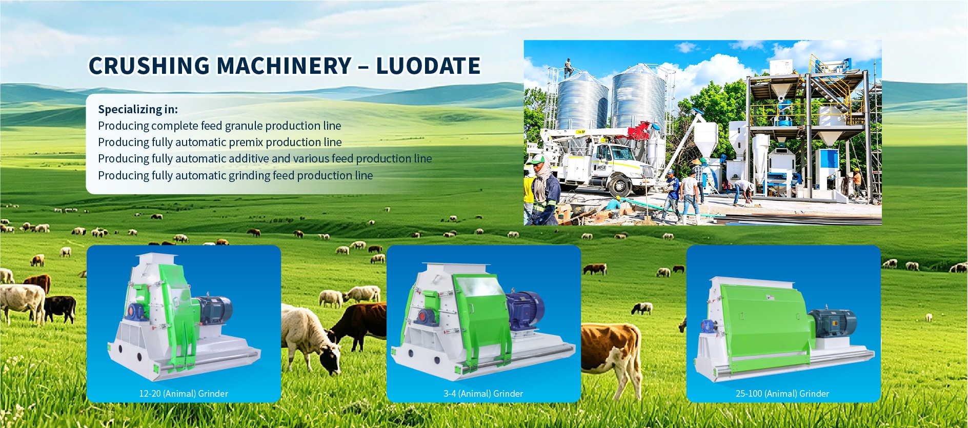 Healthy cattle grazing - Premium livestock feed solutions by Luodate Machinery