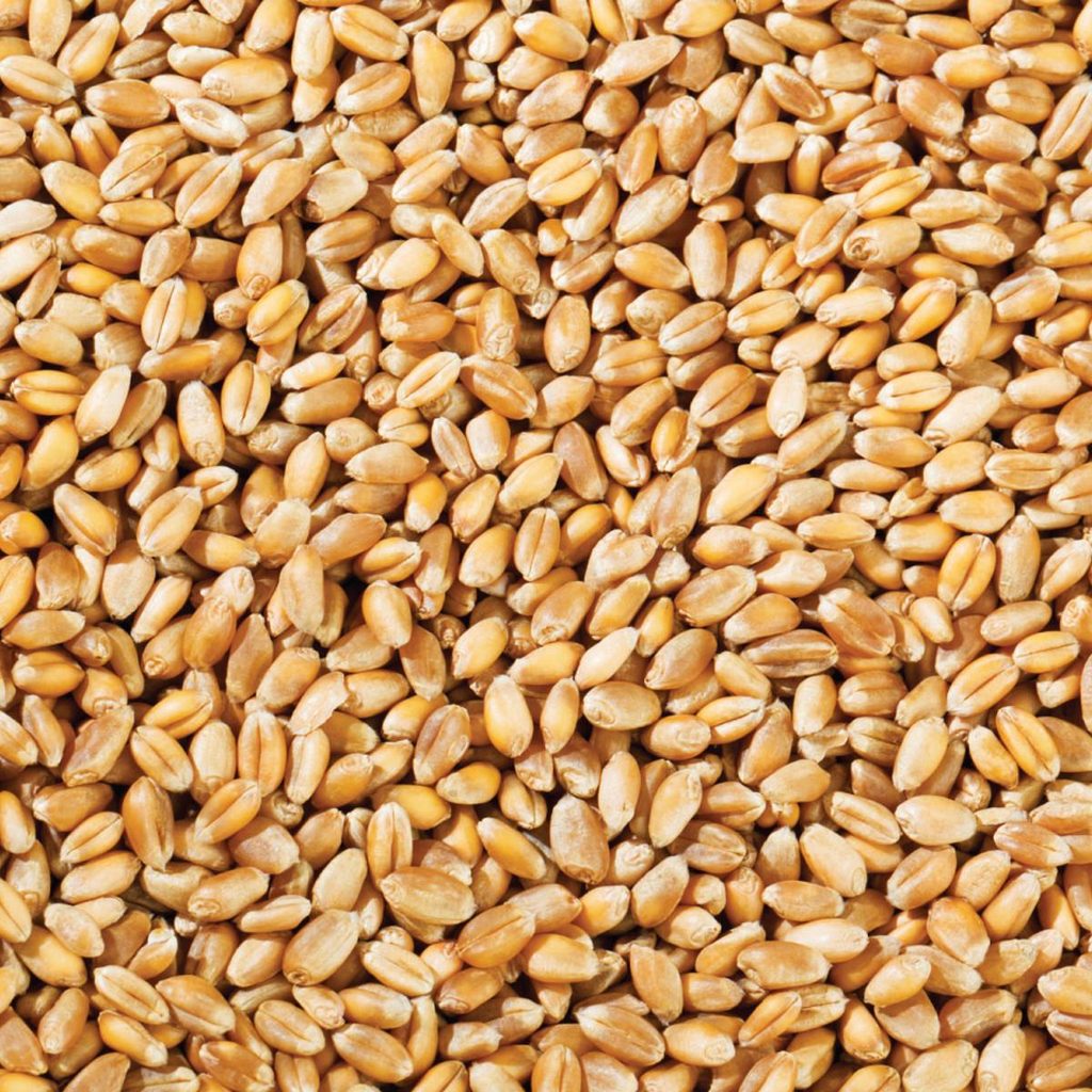 wheat