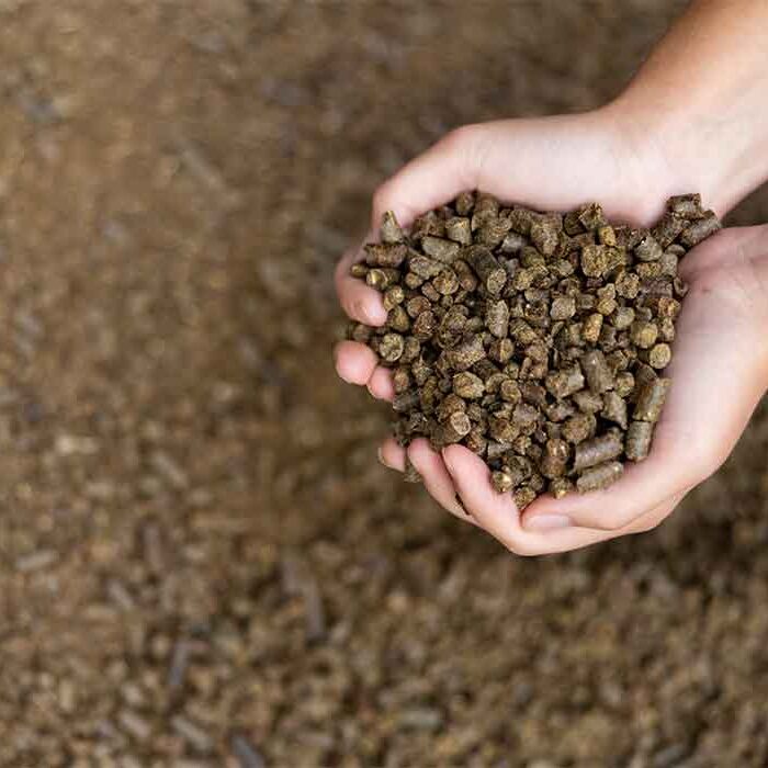 canola pellets