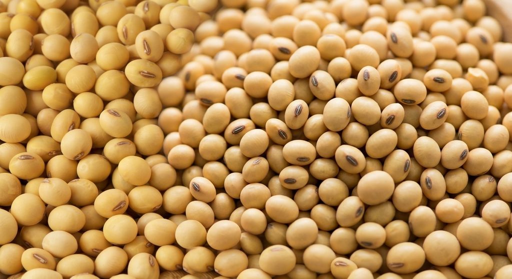 soybean